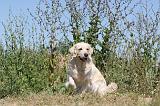 GOLDEN RETRIEVER 261